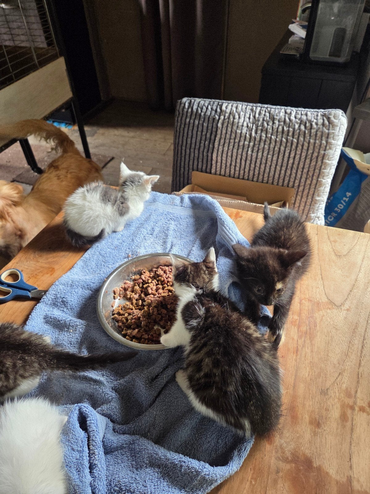 Kittens zoeken een forever home, Meerdere dieren
