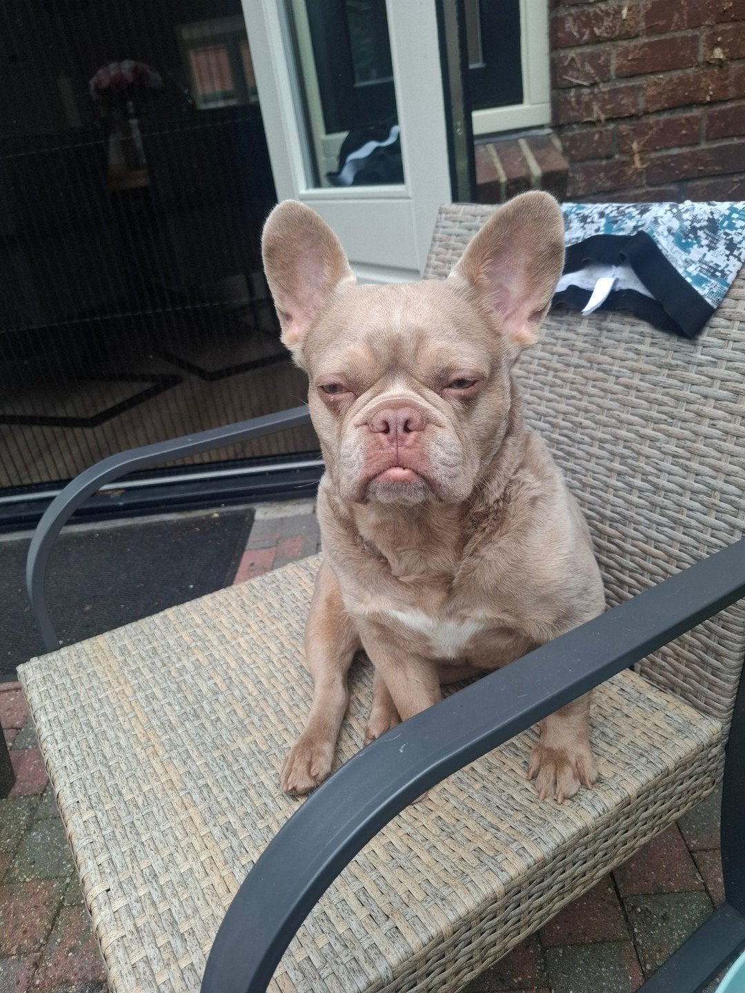 Prachtige franse licht fluffy bulldog kleur Isabelle Tan, Teef, Parvo, Bulldog, Eén hond