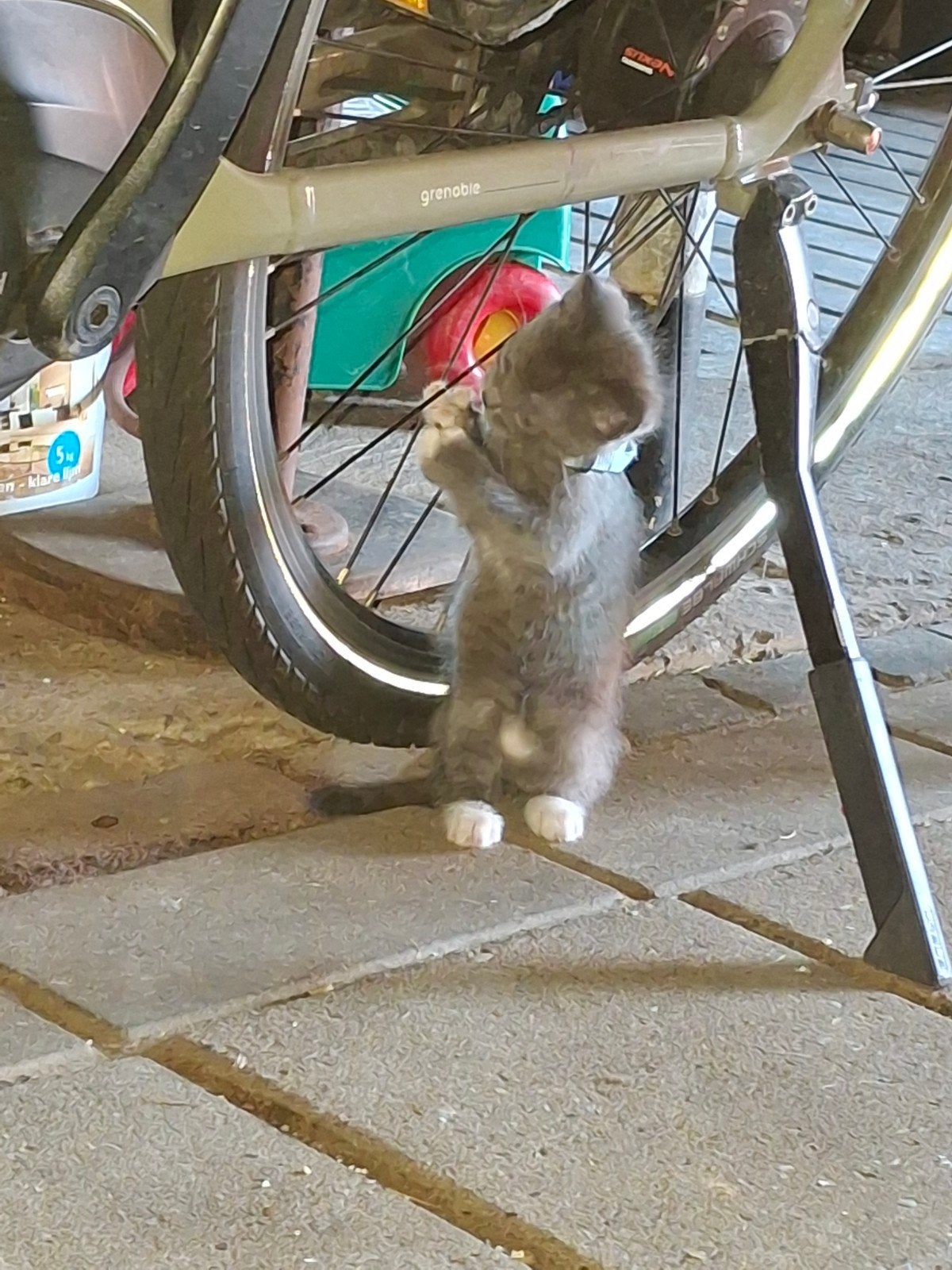 Kittens/poesjes, Poes