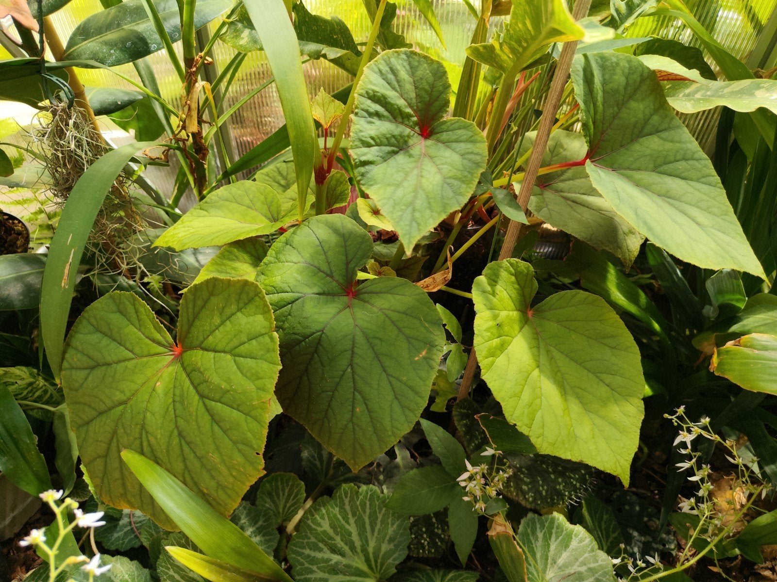 Jonge Begonia Grandis en Saxifraga Stolonifera plantjes, Ophalen, Overige soorten, Volle zon
