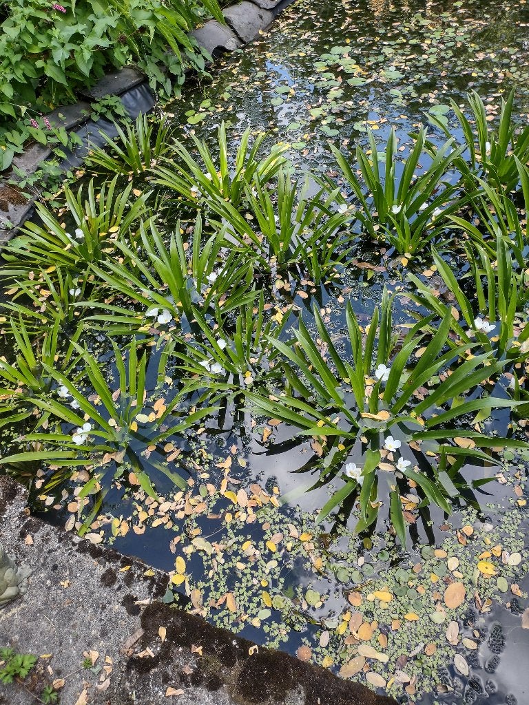 Vijverplanten, krabbescheer, en witte waterlelie, gele lis, Ophalen, Nieuw
