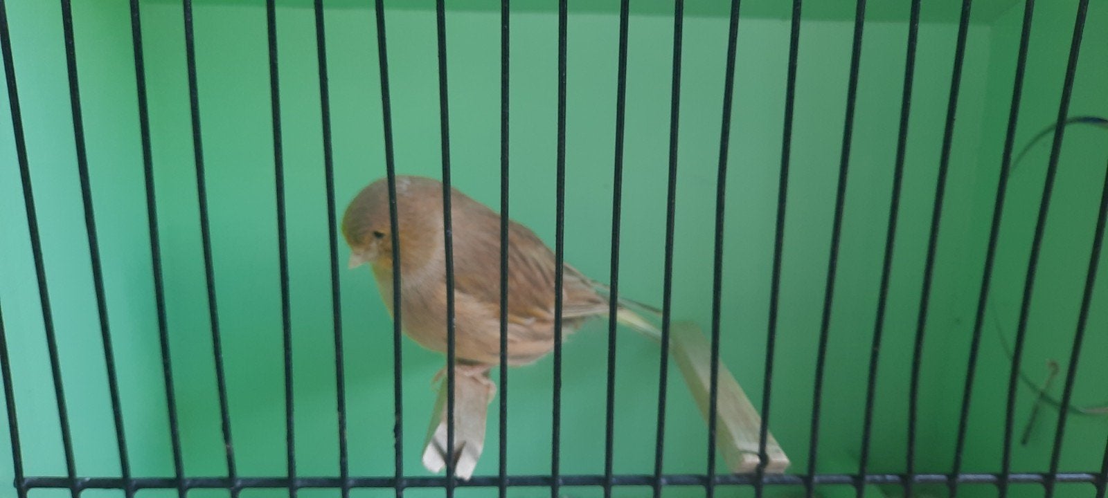 Bewezen koppel gloster kanaries, Meerdere dieren, Postuurkanarie