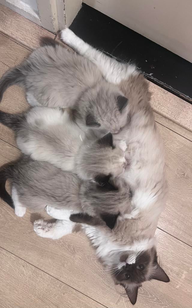 Ragdoll kittens met stamboom  te koop, Meerdere dieren, 0 tot 2 jaar