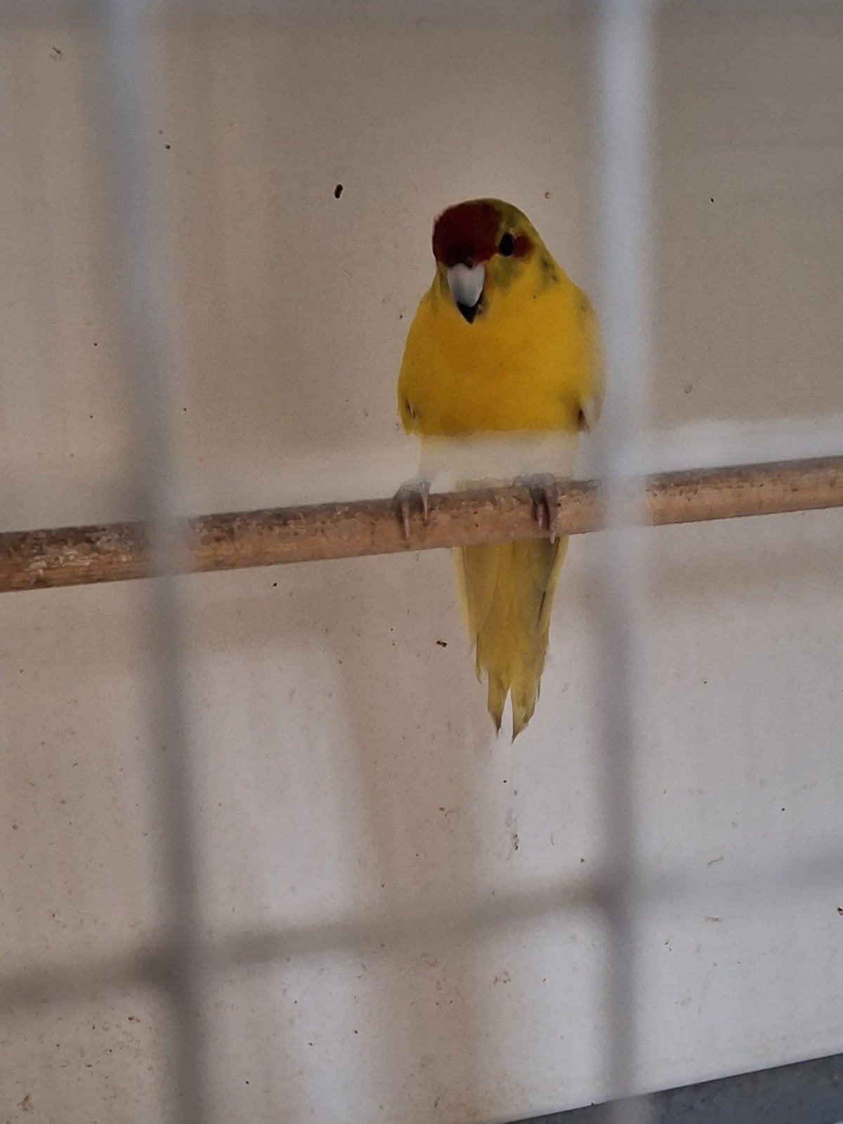 kakarieken, Dieren en Toebehoren, Vogels | Parkieten en Papegaaien, Meerdere dieren, Parkiet