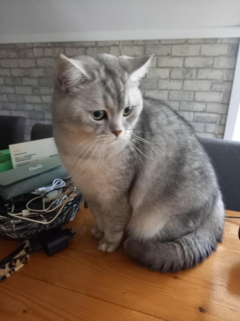 Britse korthaar., Kater