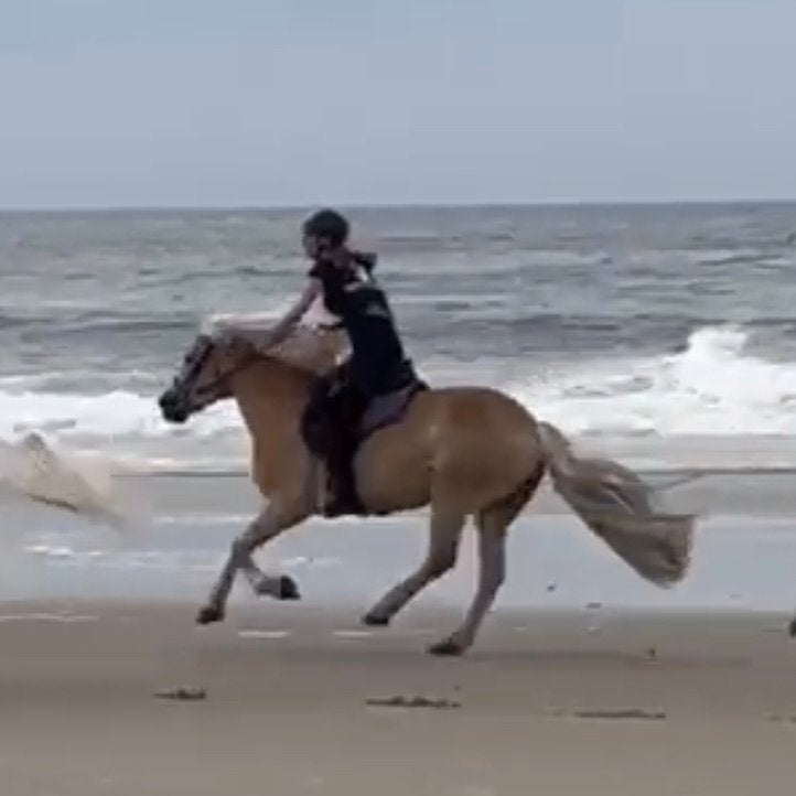 Bijrijder/verzorger voor pony/paard aangeboden, Ophalen, Nieuw