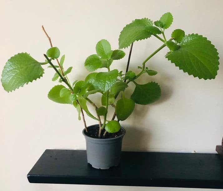 Verse Mexicaanse munt plant in pot, Ophalen