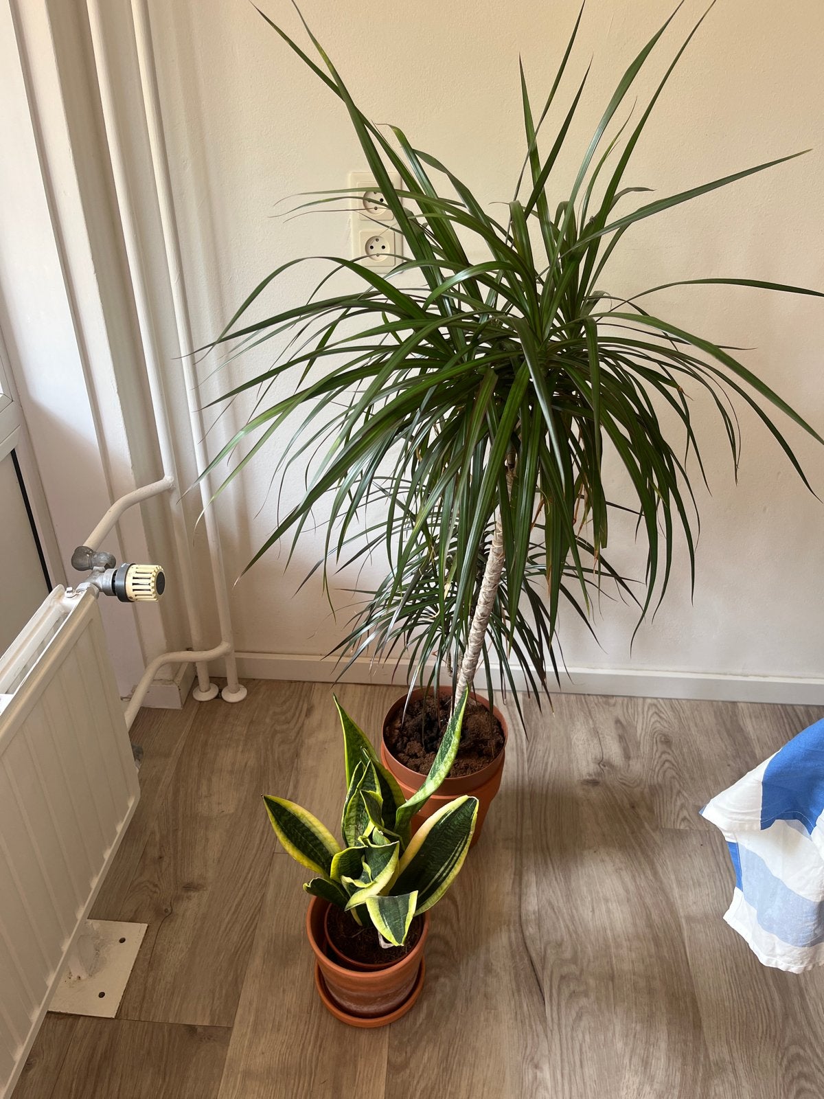Dracaena en Sansevieria planten, Huis en Inrichting, Kamerplanten, Ophalen, 100 tot 150 cm, Overige soorten, Halfschaduw