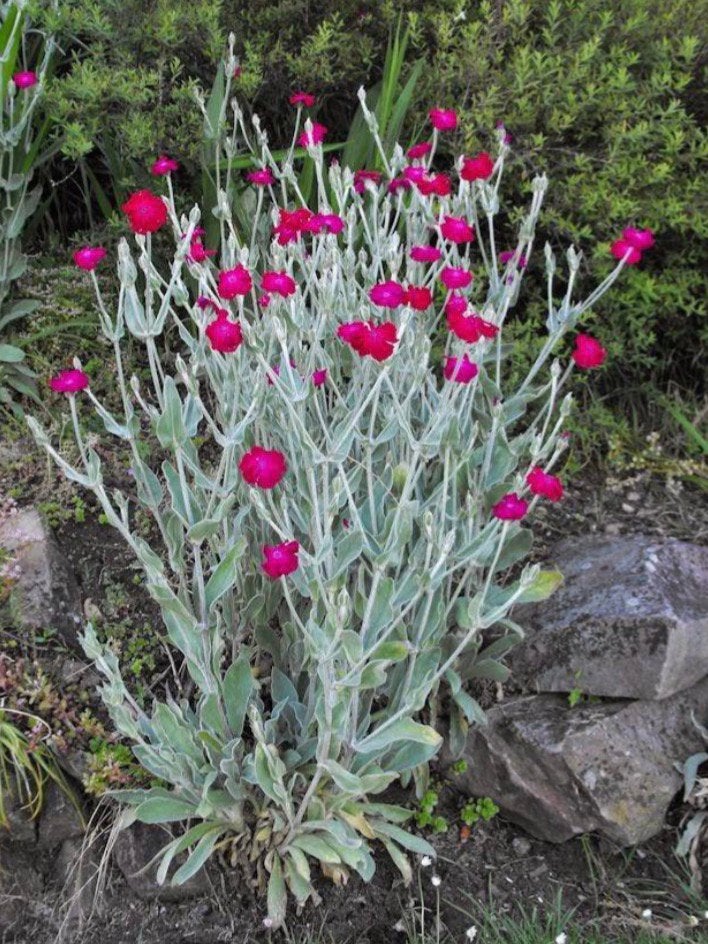 Prikneus stekken en meer plantjes voor kleine prijsjes, Tuin en Terras, Ophalen, Overige soorten, Halfschaduw