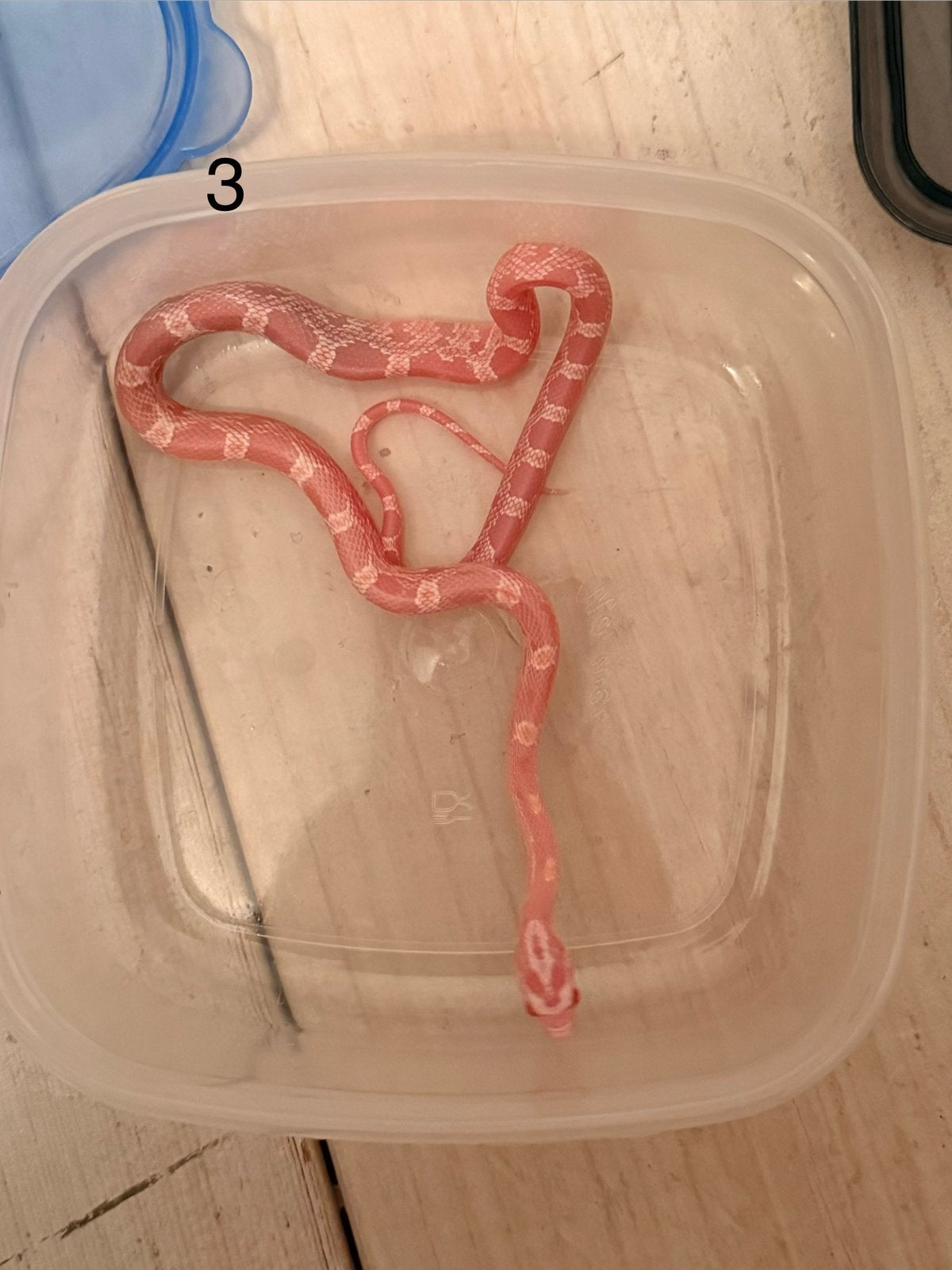 Red Factor - Mimosa rattenslang nk2026 Rat Snake - female for sale from Ermstrang