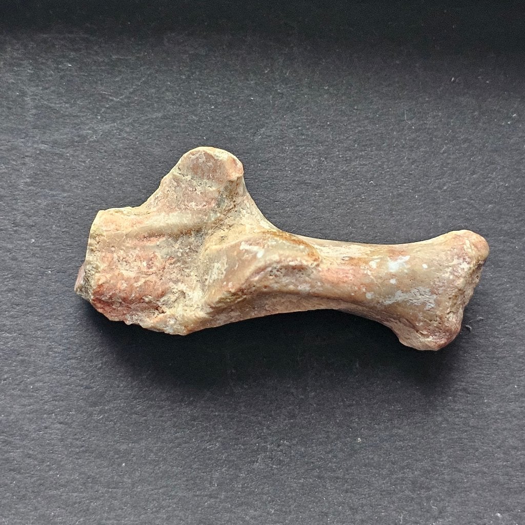 Uniek hielbeen van de (valse) Sabeltandtijger Hoplophoneus, Ophalen of Verzenden, Fossiel
