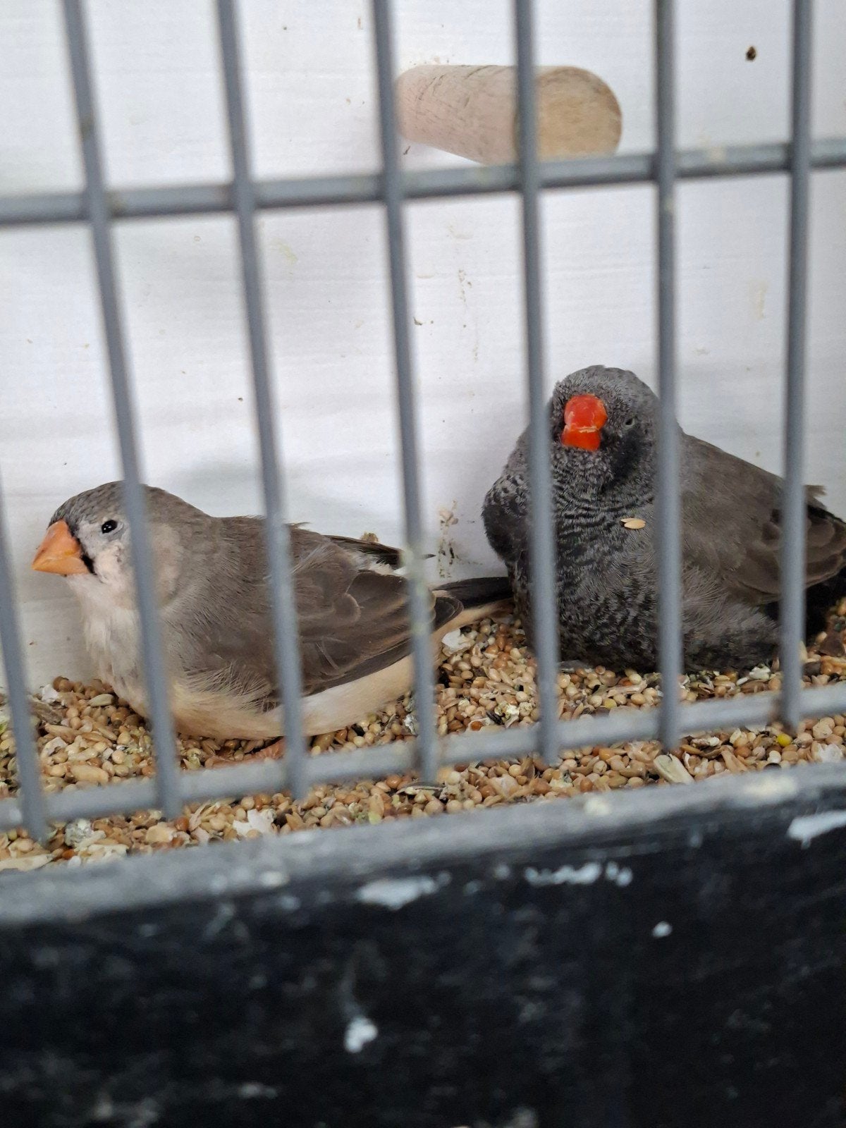 Charcoal x split zebravinken, Dieren en Toebehoren, Vogels | Overige Vogels, Meerdere dieren