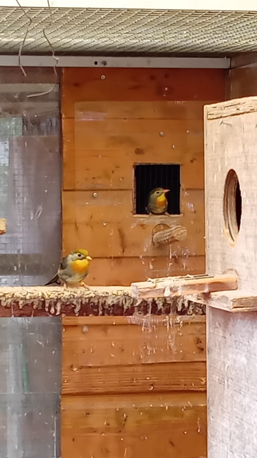 2 japanse nachtegalen, Mannelijk, Tropenvogel