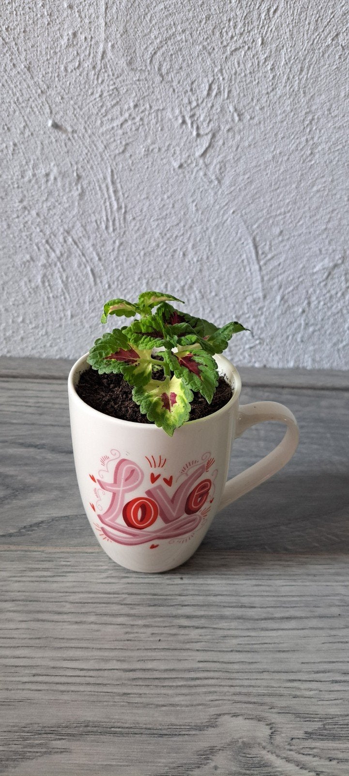 Leuke mok met coleusplant (siernetel).

De mok kan voor de s, Ophalen of Verzenden, Halfschaduw, Minder dan 100 cm