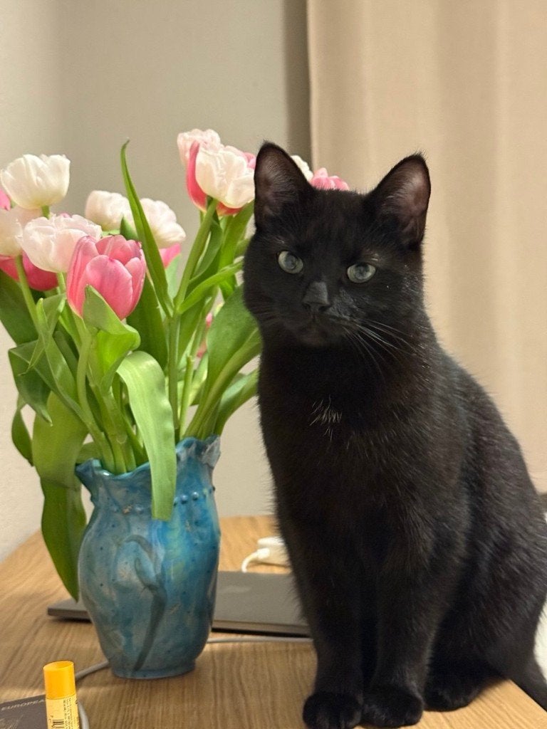 Lieve poes van 2 jaar zoekt liefdevol en warm thuis, Poes
