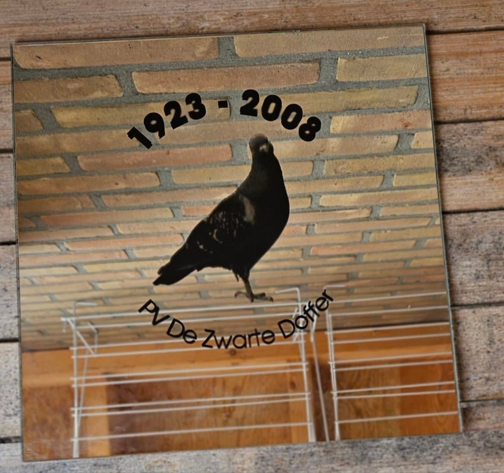 Zwarte doffer, Mannelijk, Kropper