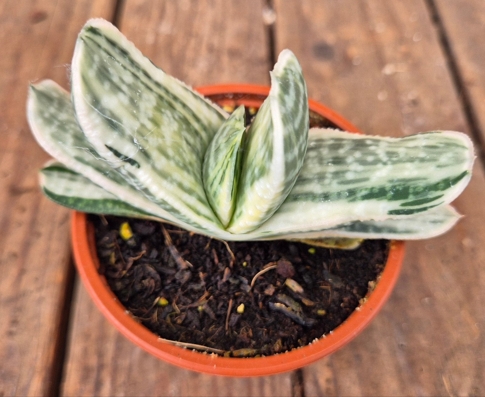 Gasteria CV. Sakura Fuji Wit p8,5 (2)
+ Toevoegen aan vergel, Ophalen of Verzenden, Halfschaduw, Minder dan 100 cm
