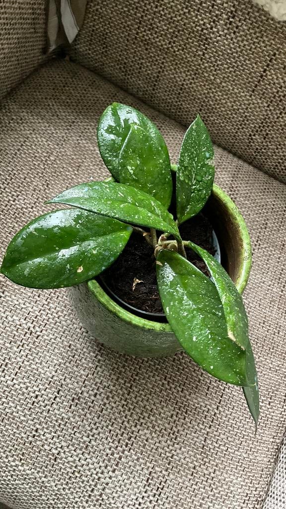 Hoya Carnosa, Huis en Inrichting, Ophalen of Verzenden, Halfschaduw, Minder dan 100 cm