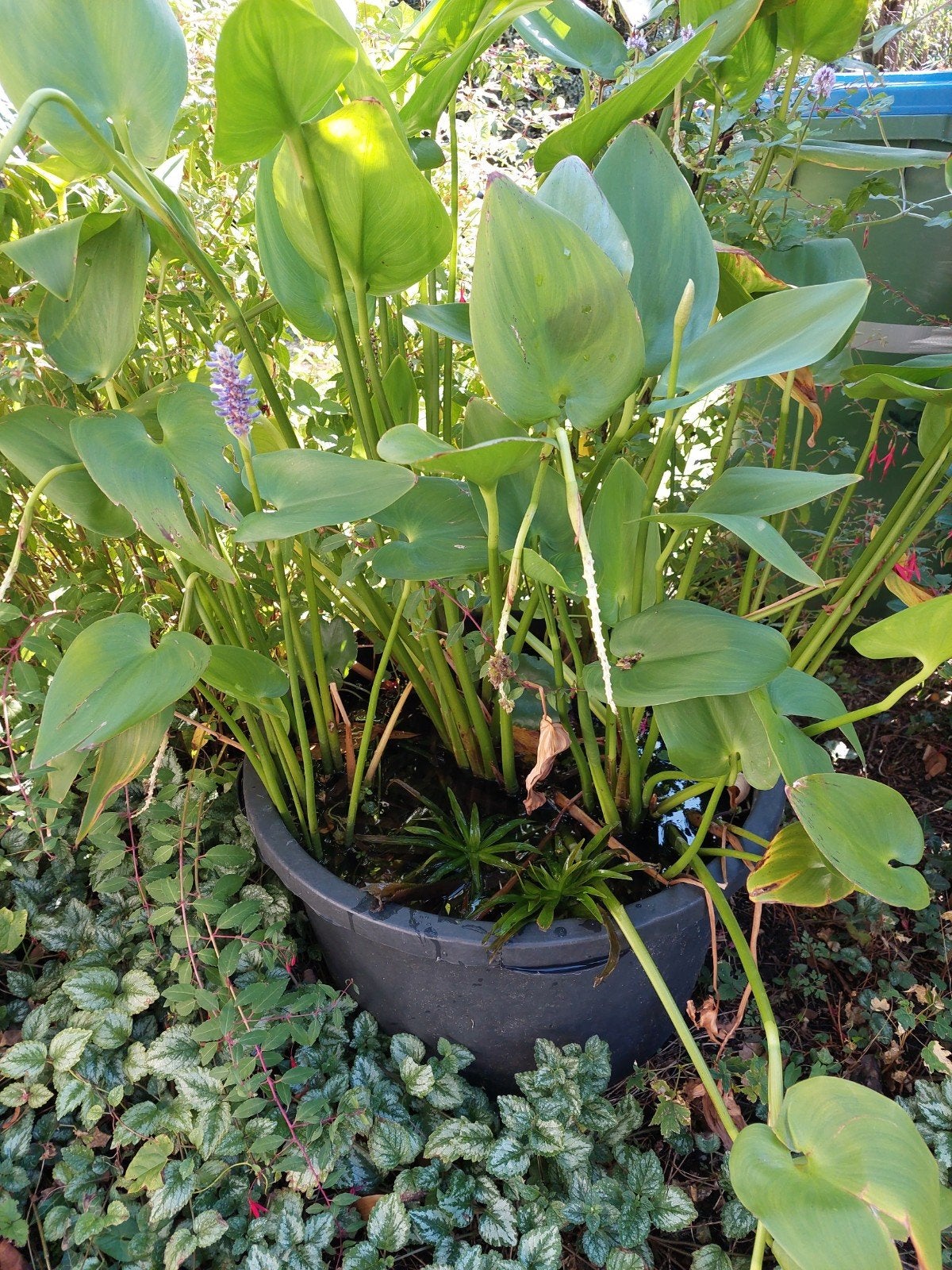 vijverplanten per stuk € 4.00, Ophalen, Nieuw, Overige typen