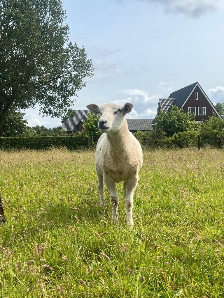 Bied zich aan: schapen scheren, Vrouwelijk, Schaap