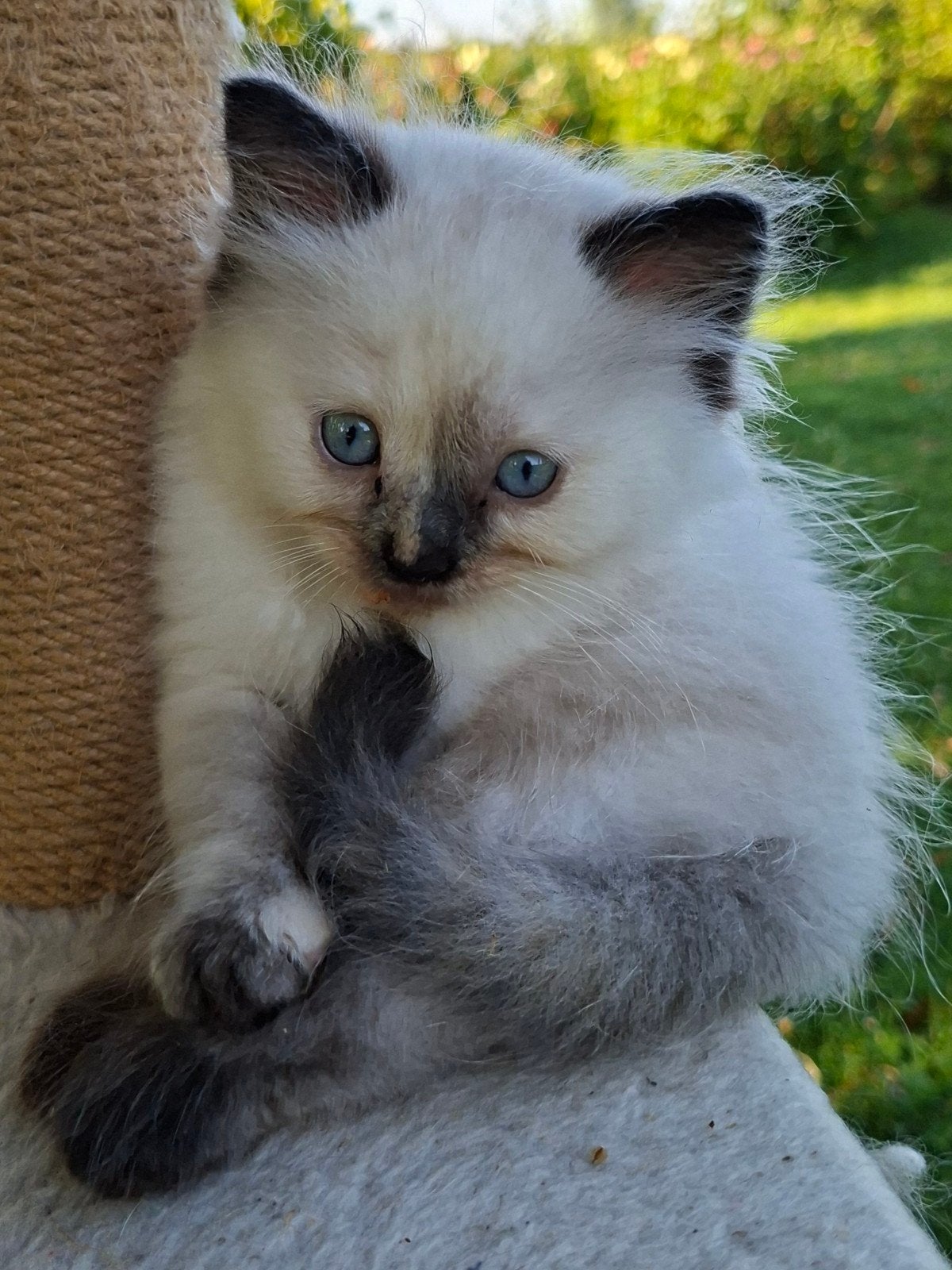 Ragdollkittens één dag na elkaar  rond 30-4 geboren., Poes, Ontwormd, 0 tot 2 jaar