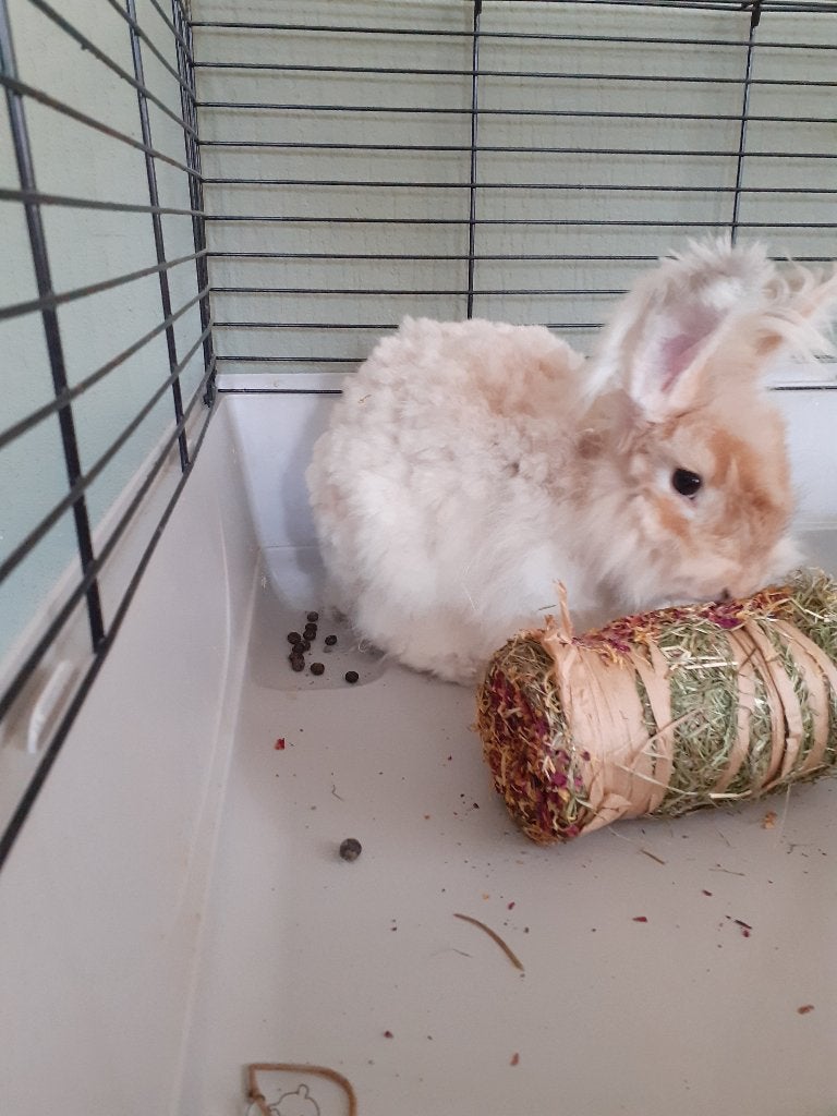 Angora konijn ram, Dieren en Toebehoren, Mannelijk, Middelgroot, 0 tot 2 jaar