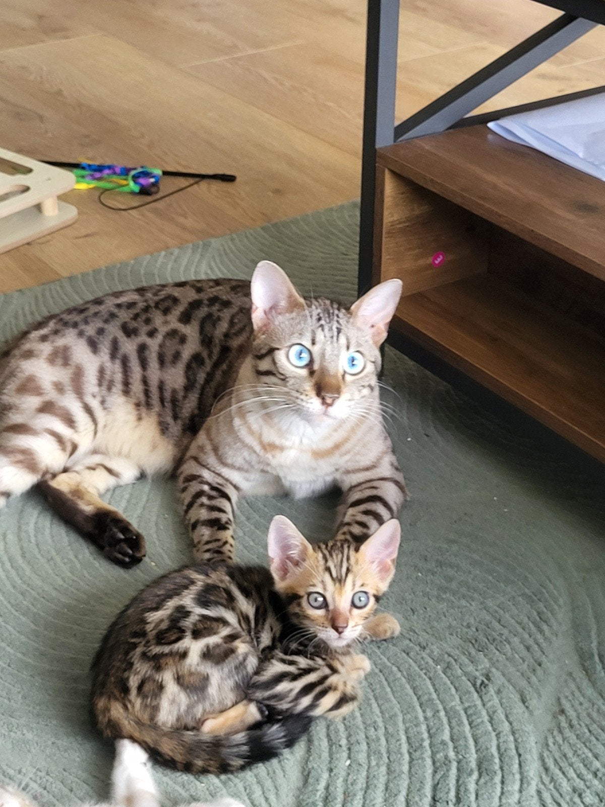 Bengaal kitten zonder stamboom, Poes