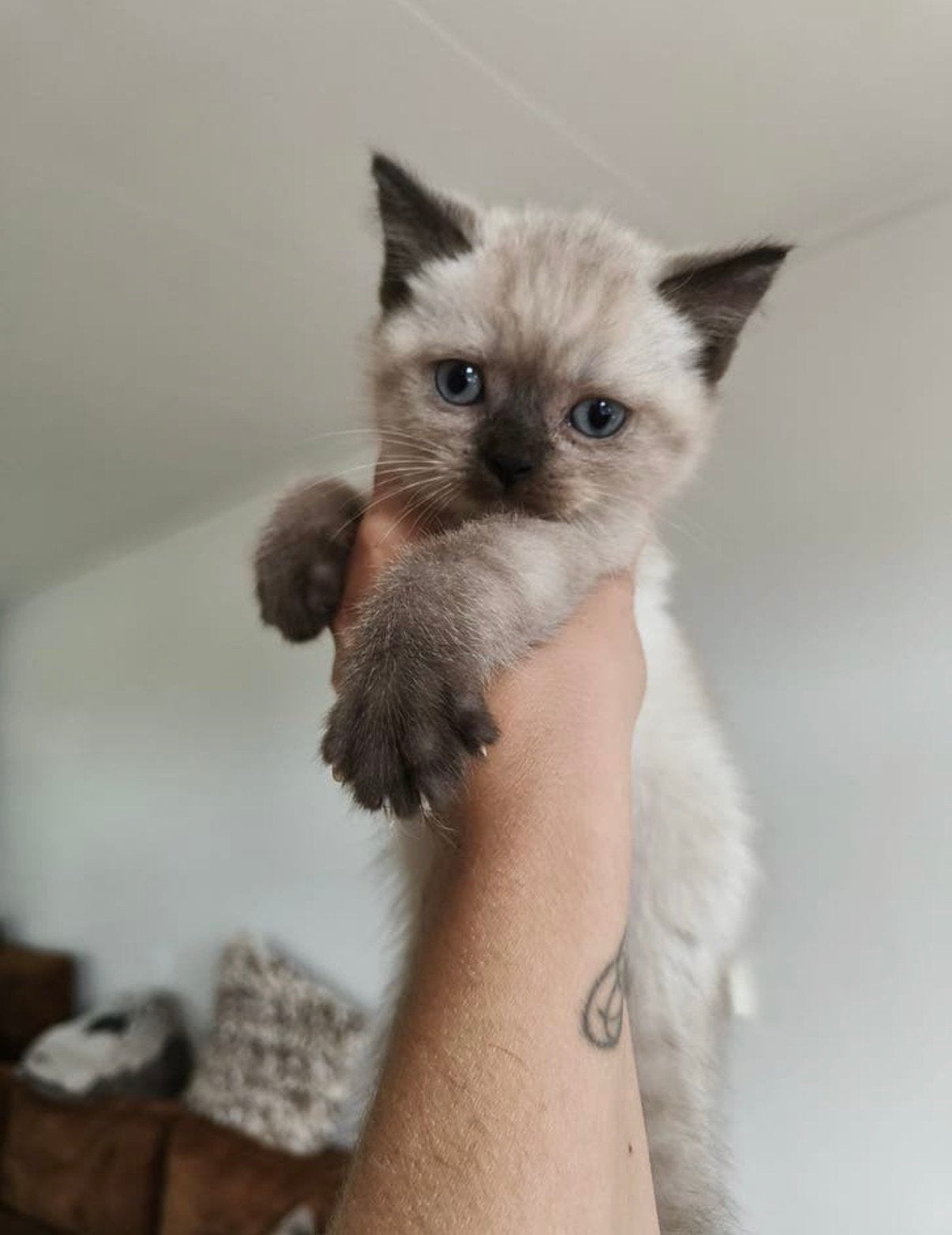 Britse korthaar 4 choco point 1 point mogen direct mee, Dieren en Toebehoren, Katten en Kittens | Raskatten | Langhaar, Meerdere dieren