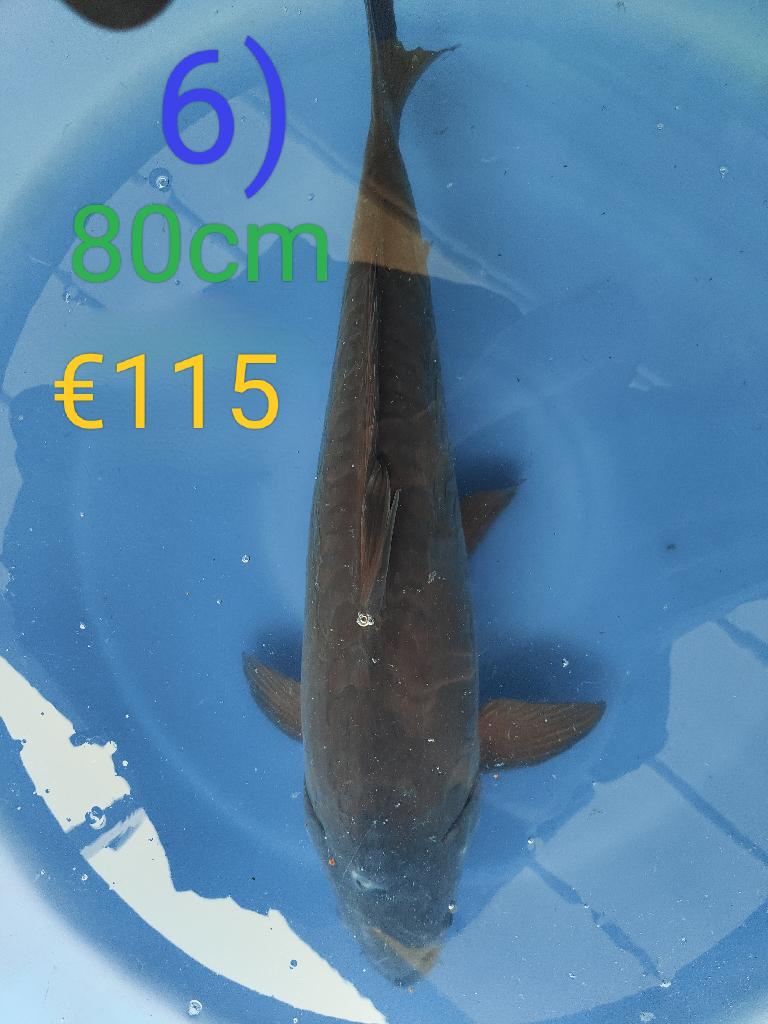Japanse Jumbo koi karpers te koop vanaf 53cm t/m 80cm, Karper of Koi