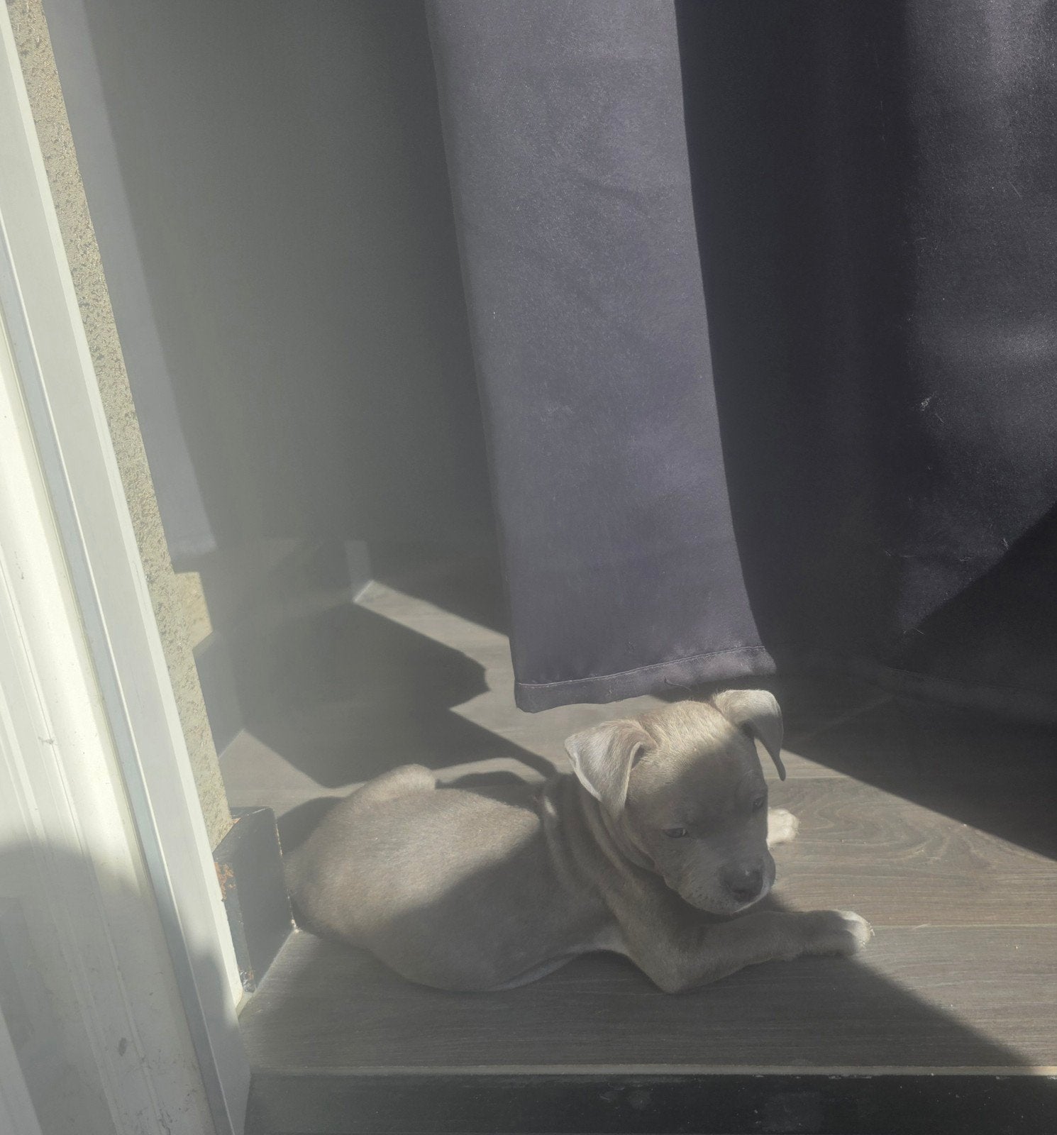 AMERIKAANSE BULLY PUP reu KLAAR VOOR NIEUW HUISJE, Overige rassen, 8 tot 15 weken, Meerdere, Meerdere dieren