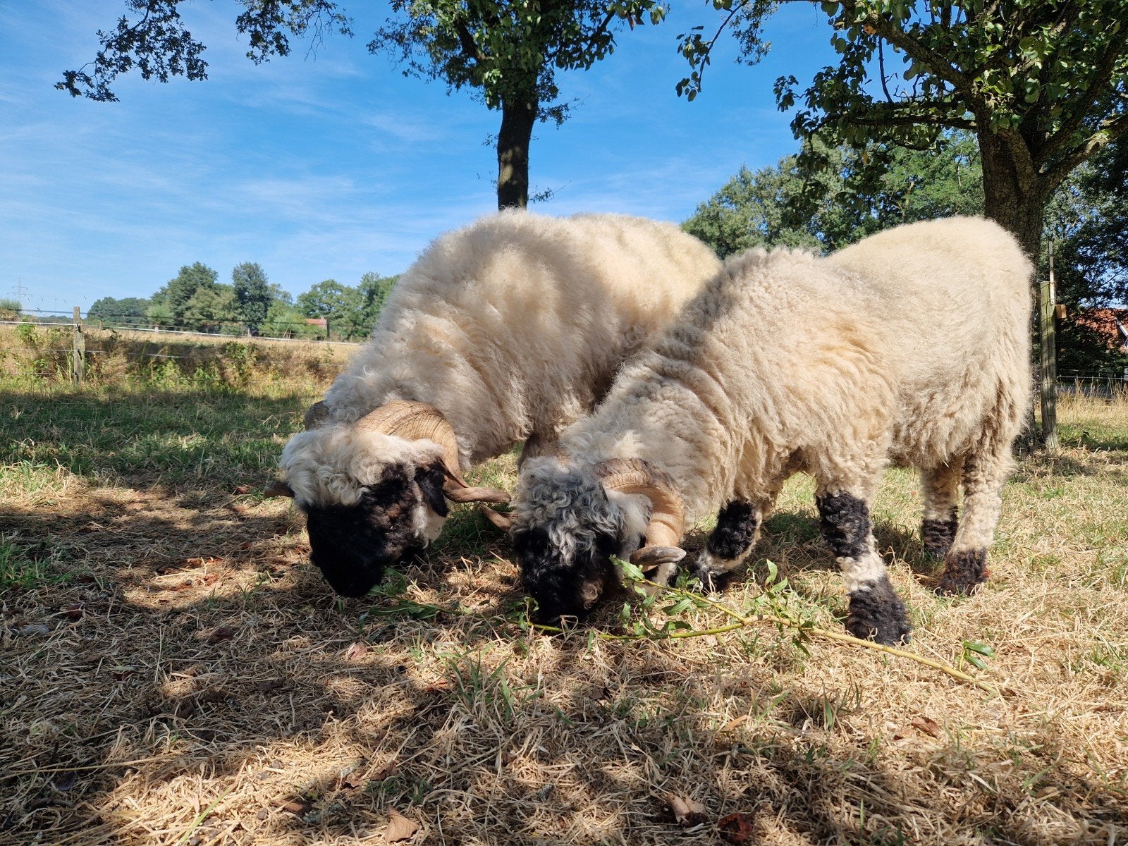 Twee Walliser Schwarznase rammen gecastreerd, Dieren en Toebehoren, Mannelijk, Schaap