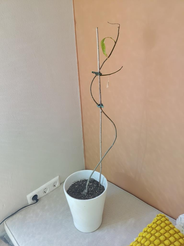 Baobab boompje, ook als bonsai starter, Ophalen, Minder dan 100 cm, Overige soorten, Zomer