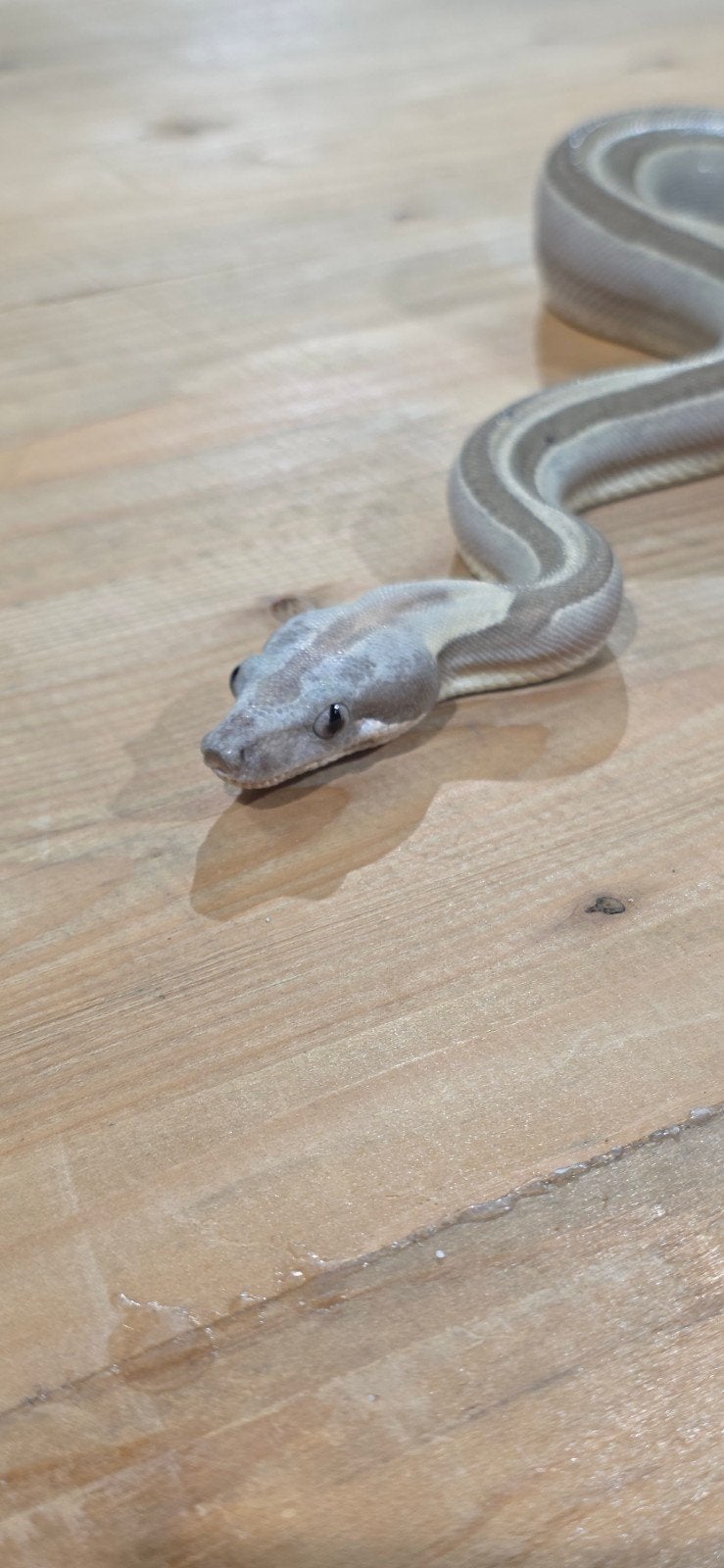 BCI Labyrinth Motley het VPI, 50% het Anery, Dieren en Toebehoren, Reptielen en Amfibieën, Slang, 0 tot 2 jaar
