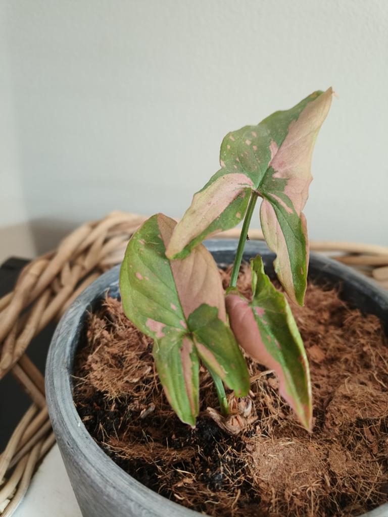 Syngonium Pink Splash - Roze Kamerplant in Pot, Huis en Inrichting, Kamerplanten, Overige soorten, Minder dan 100 cm, Groene kamerplant