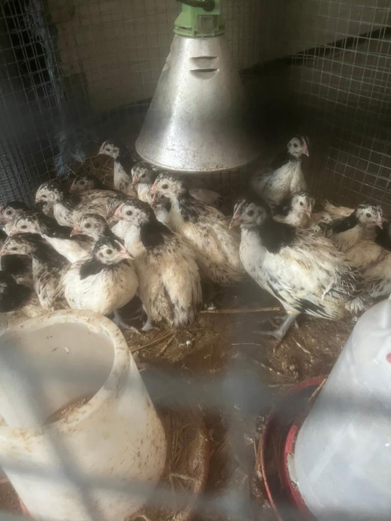 Mest kuikens hanen lakenvelder, Dieren en Toebehoren, Pluimvee, Mannelijk, Kip