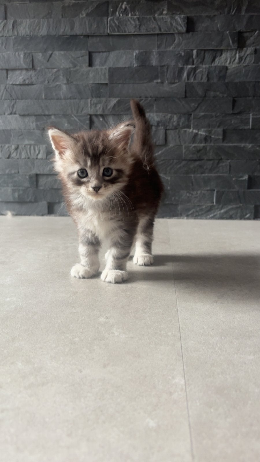 Maine Coon Storm, Black/White Tabby Kater zoekt nieuw huisje, Kater, Gechipt, 0 tot 2 jaar