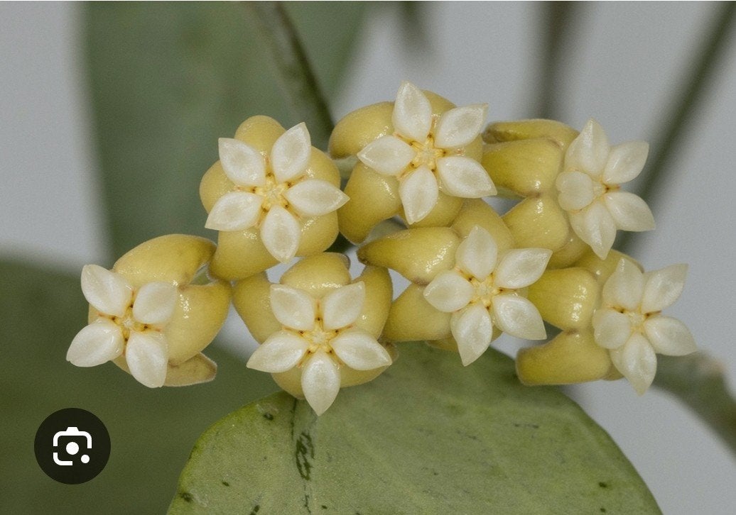 Hoya new guinea ghost, Ophalen of Verzenden, Nieuw