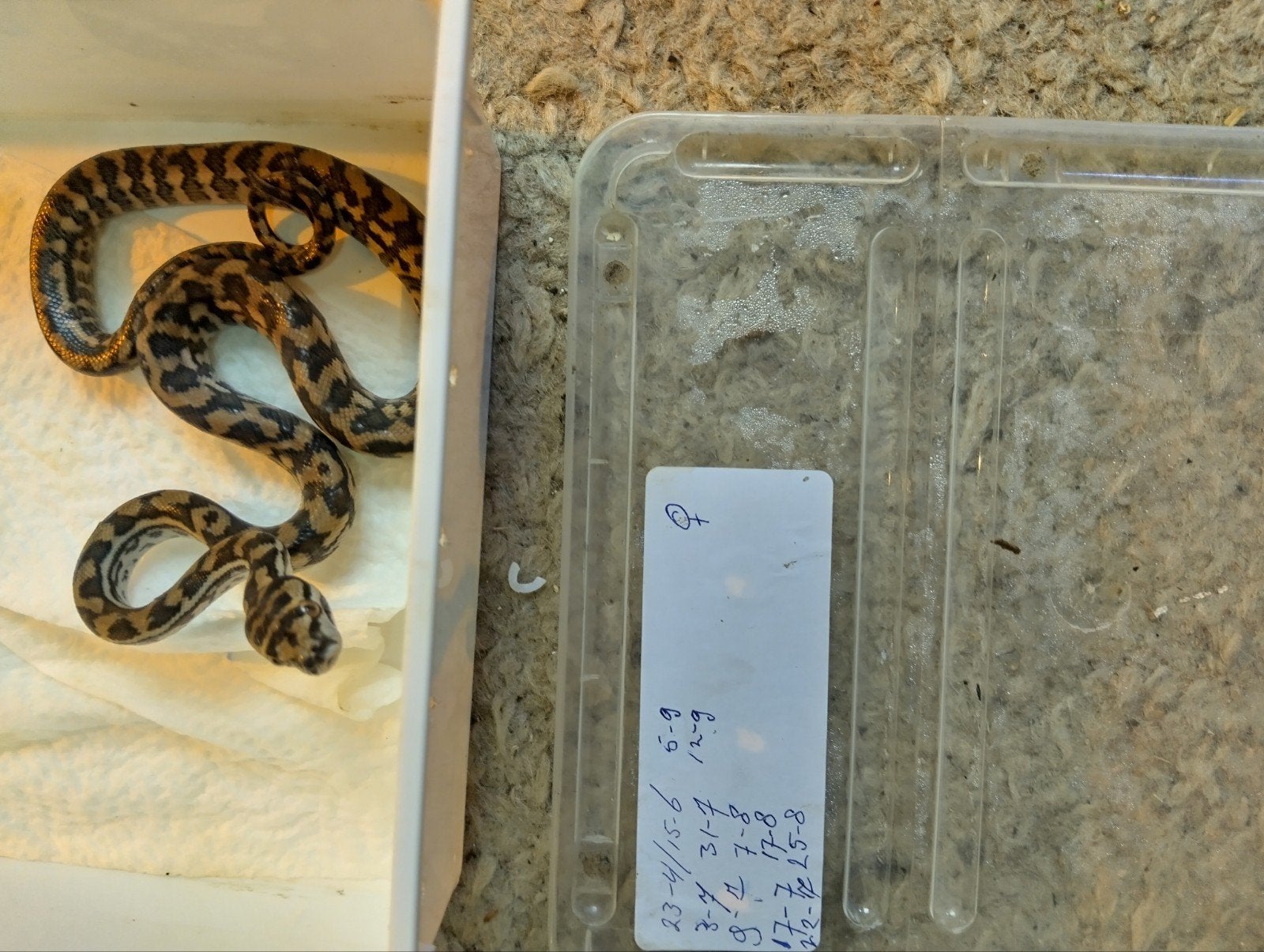 tapijtpythons aangeboden Carpet Python - unknown for sale from Ed