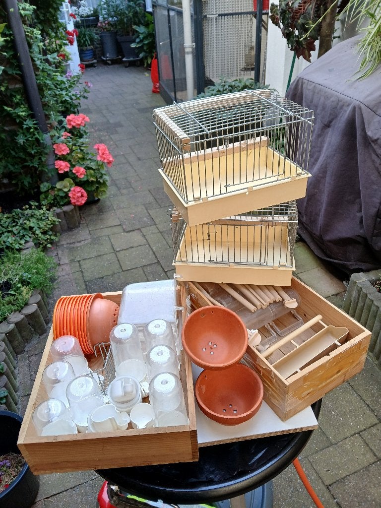 VOGELLOPER, VOGELSPULLEN voor KANARIES, Mannelijk, Kleurkanarie