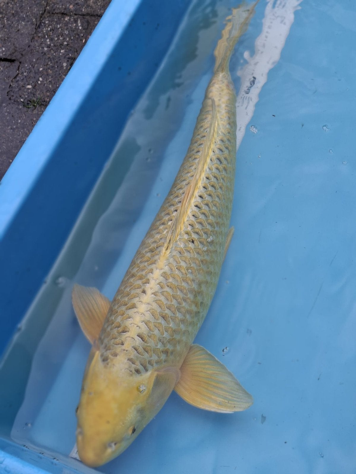 Japanse koi Kigoi, Dieren en Toebehoren, Vissen | Vijvervissen, Karper of Koi