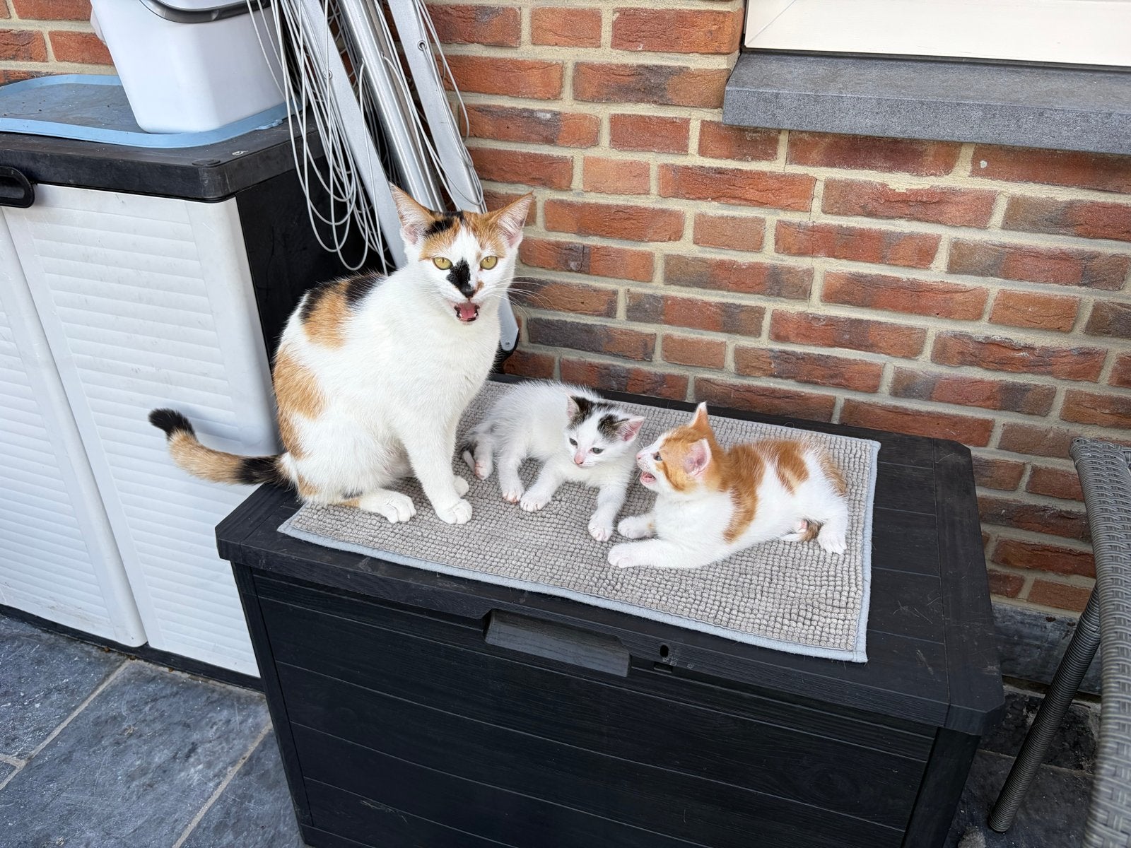 Super lieve poesjes