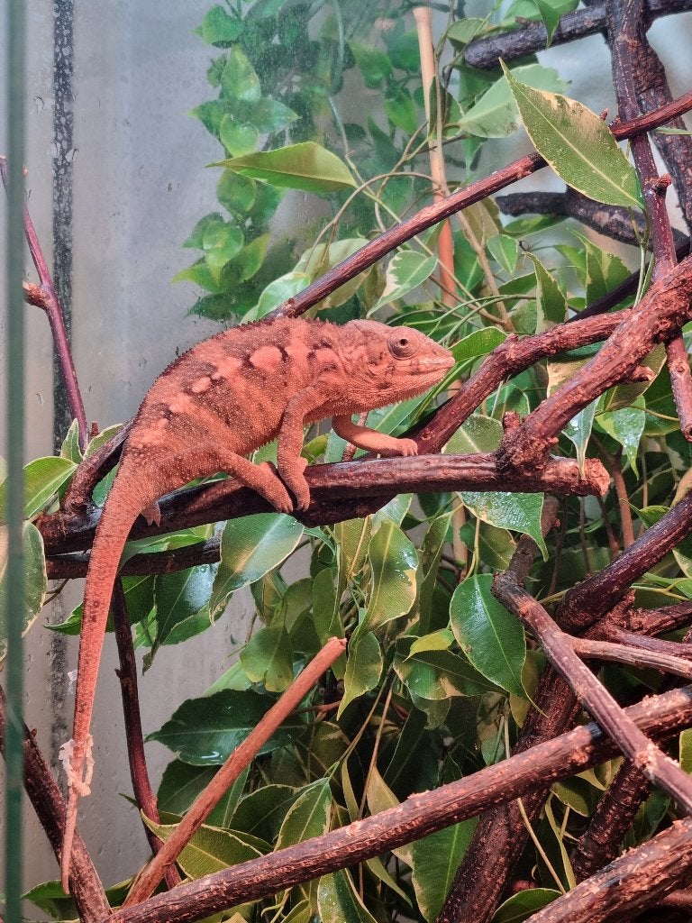 Panterkameleon vrouw (Furcifer pardalis Nosy Be) - 9 maanden Chameleon photo 2
