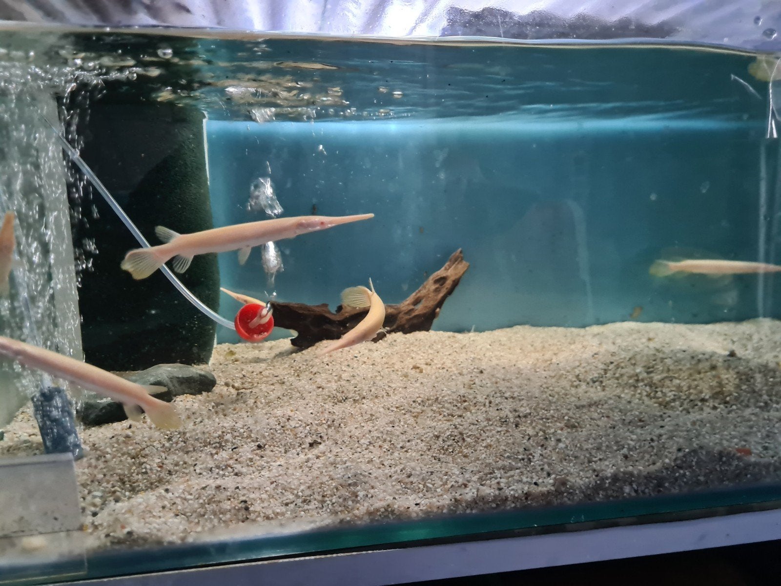 Albino Florida Gar, Lepisosteus oculatus albino beensnoek, Dieren en Toebehoren, Vis, Zoetwatervis