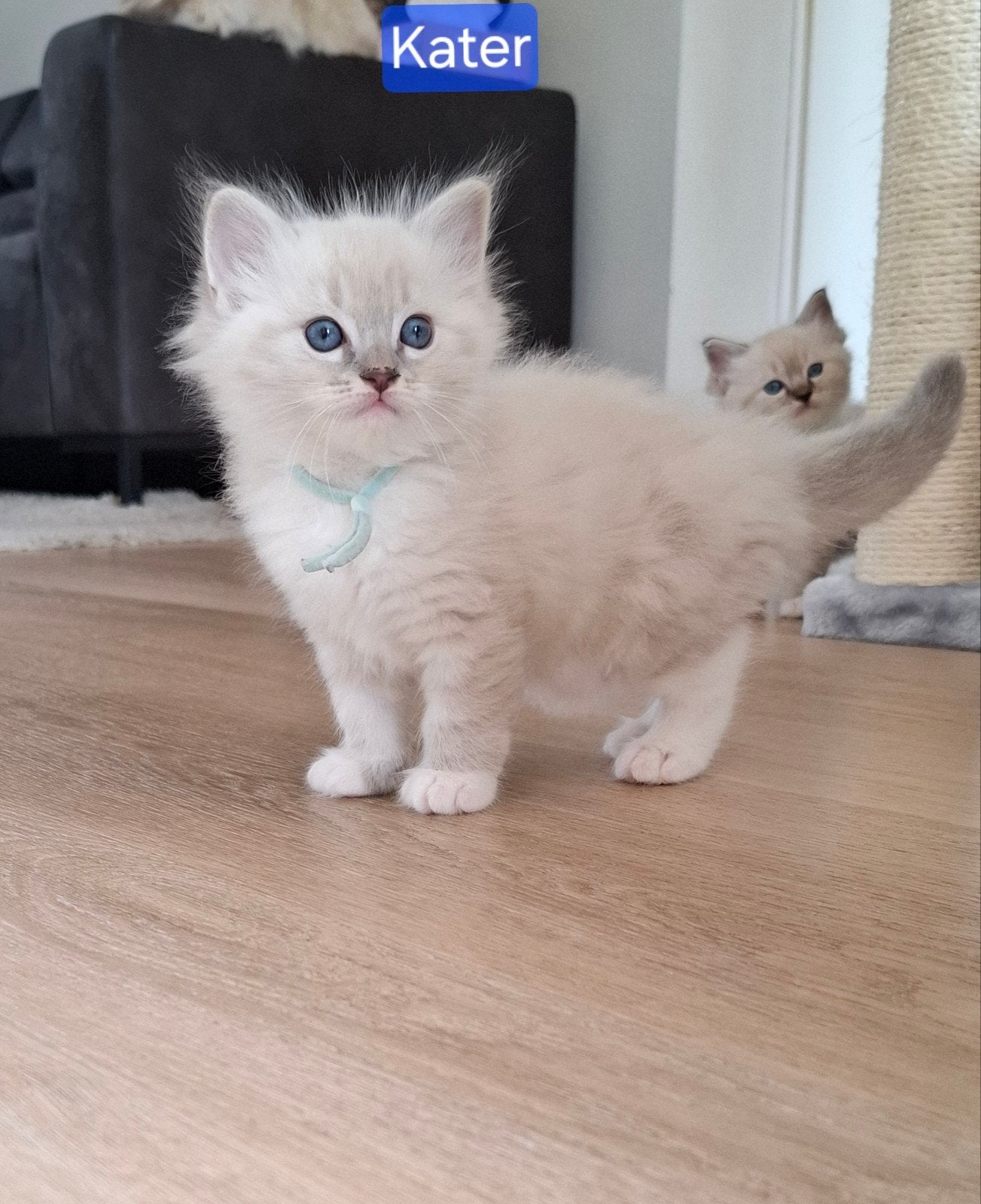 Ragdoll kittens van geteste ouders!, Meerdere dieren