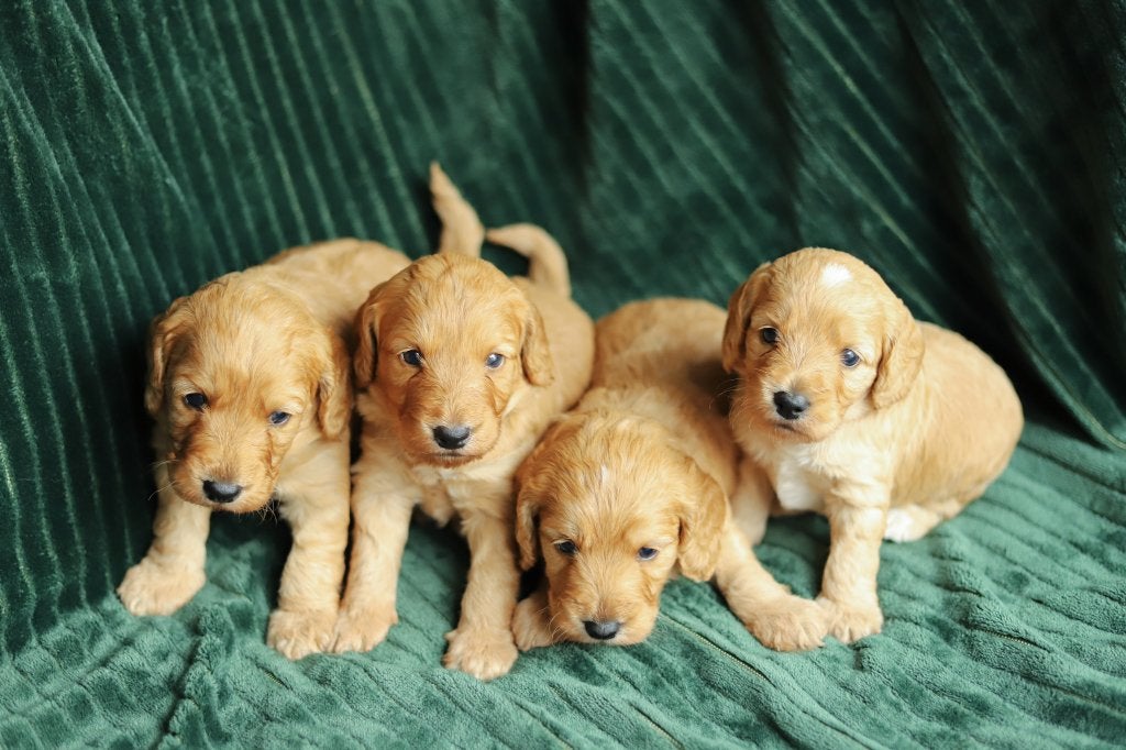 Cockapoo puppy's, Overige rassen, 8 tot 15 weken, Parvo, Meerdere