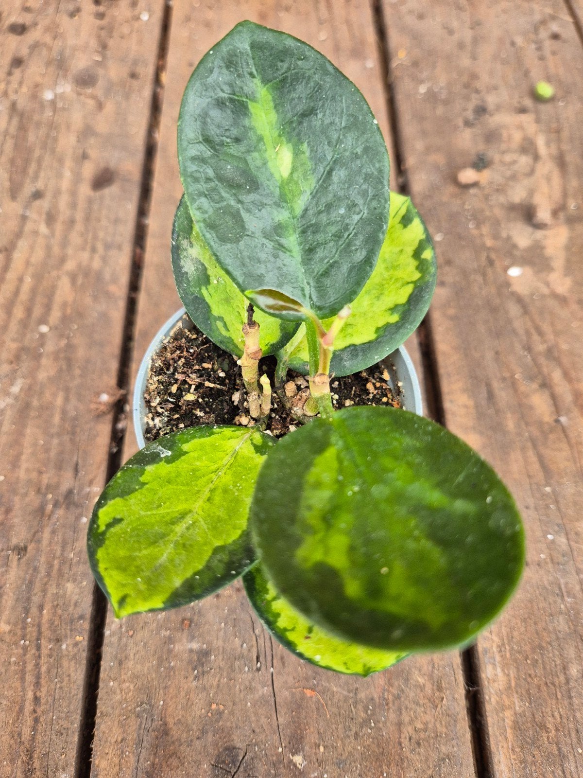 Hoya Australis Lisa p6 (3)