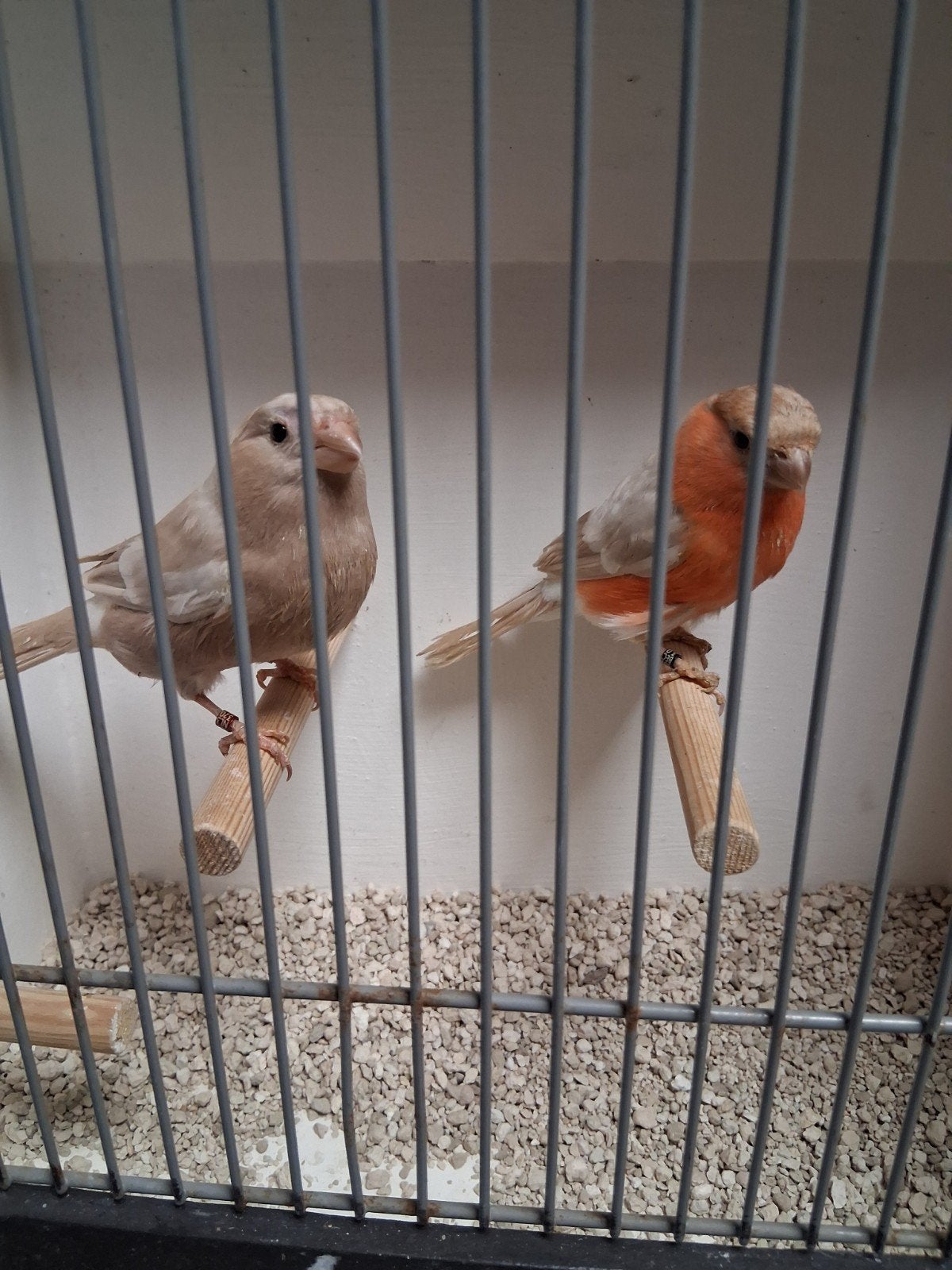 Vele soorten vogels zaterdag ochtend geopend van 9 tot 1 uur, Dieren en Toebehoren, Meerdere dieren, Kleurkanarie