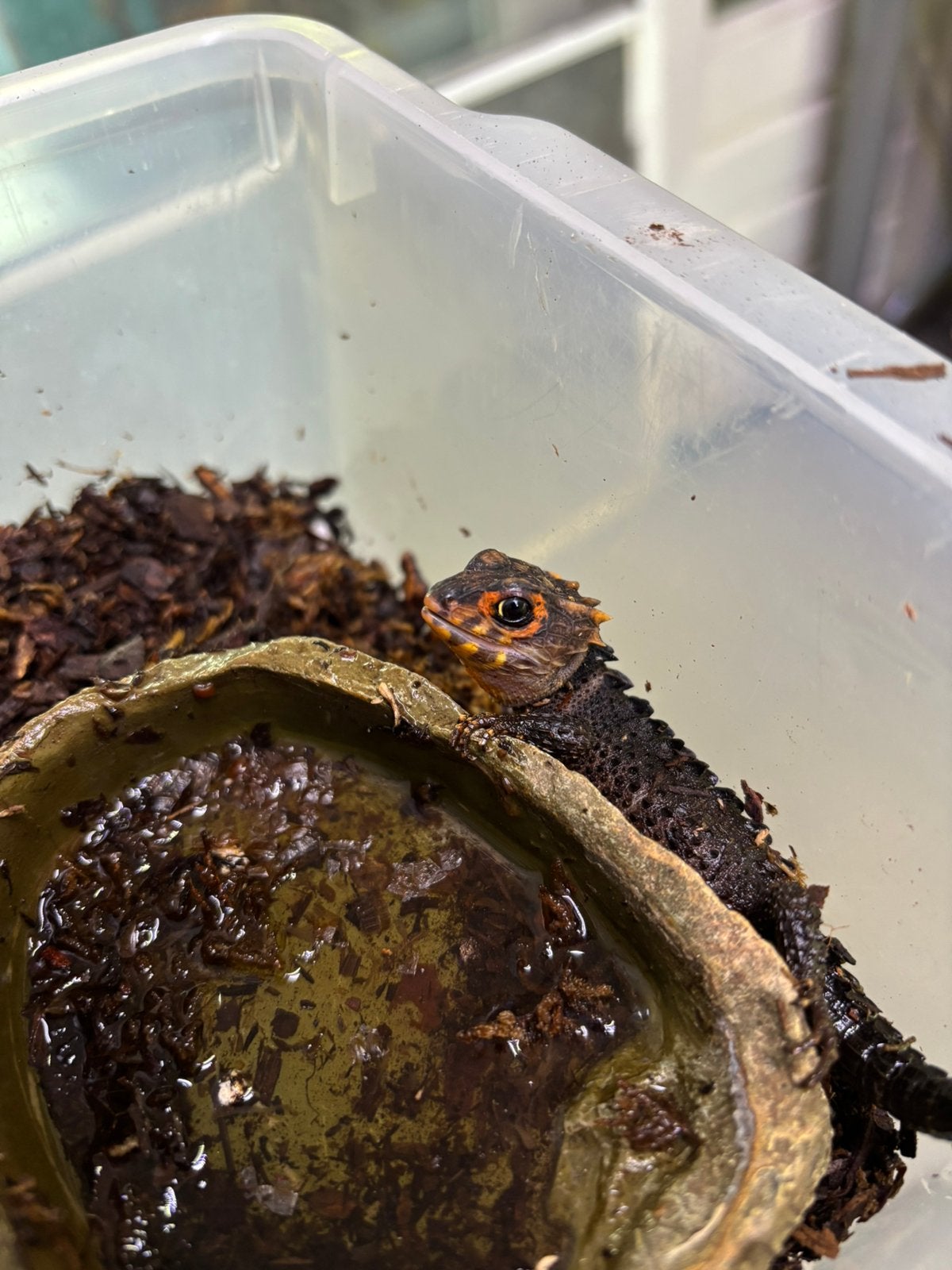 Roodoogkrokodilskink vrouw, Hagedis, 0 tot 2 jaar
