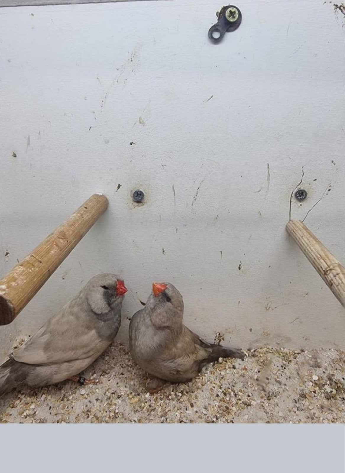 Te koop charcoal Pastel, Dieren en Toebehoren, Meerdere dieren