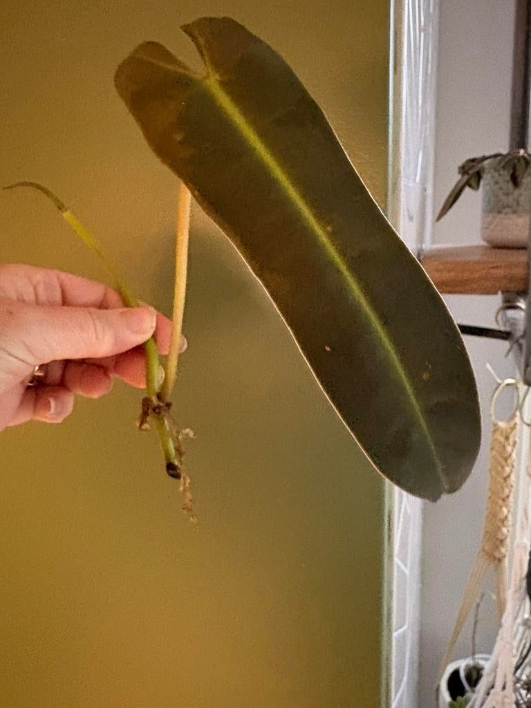 stekjesbox met monstera en philodendron, Ophalen of Verzenden, Halfschaduw, Minder dan 100 cm